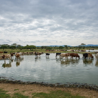 Kisima - Livestock market